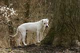 DOGUE ARGENTIN 478